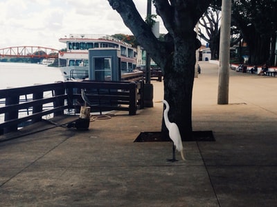 Standing at the edge of the dock, the white swan
